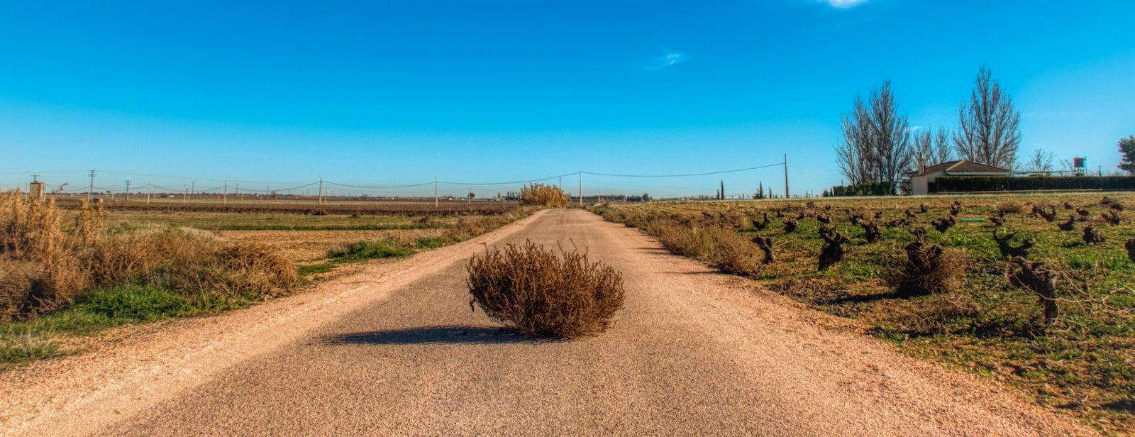 tumbleweed in the middle of the road between field during day